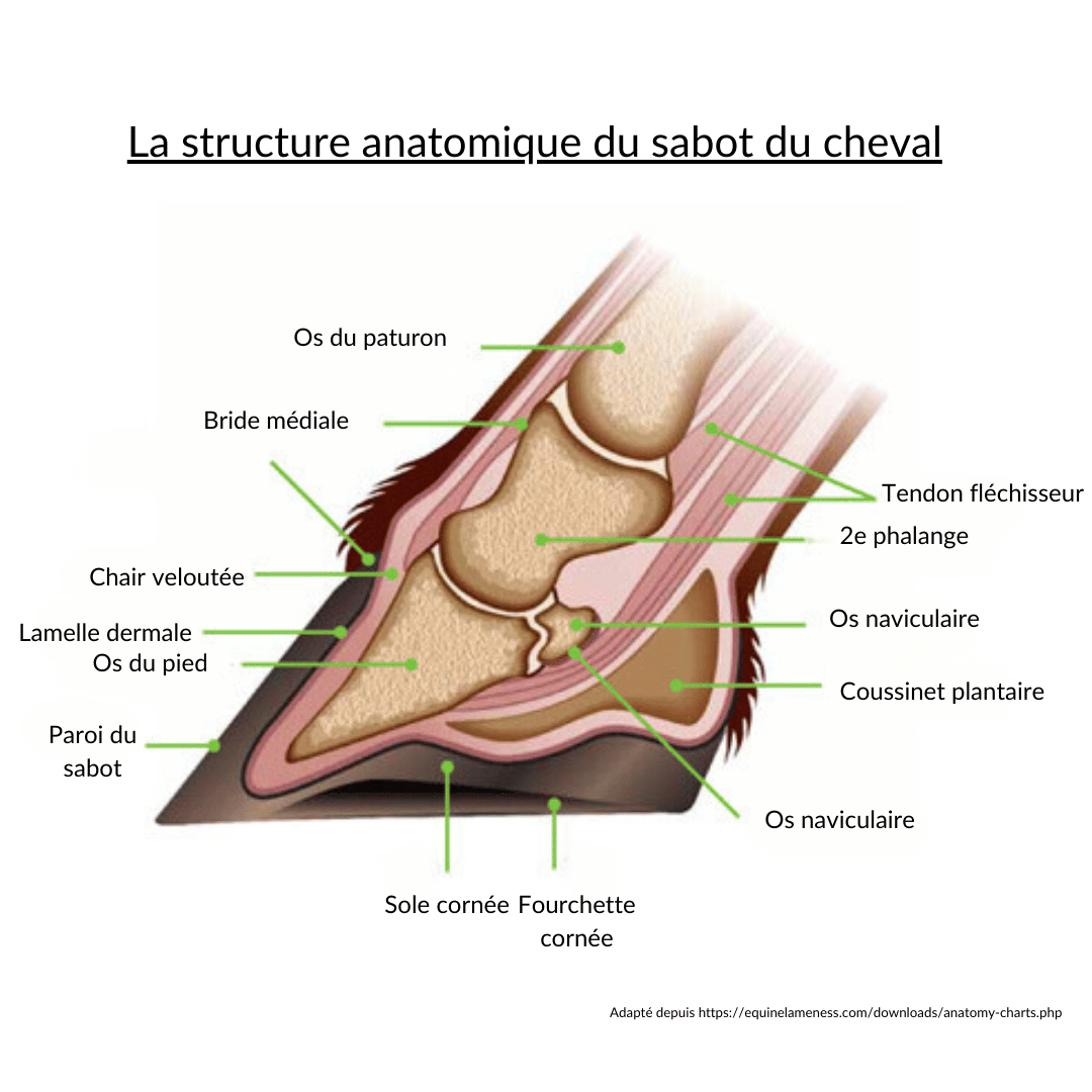 limiter d&eacute;mangeaisons dermite estivale cheval huile de lin 