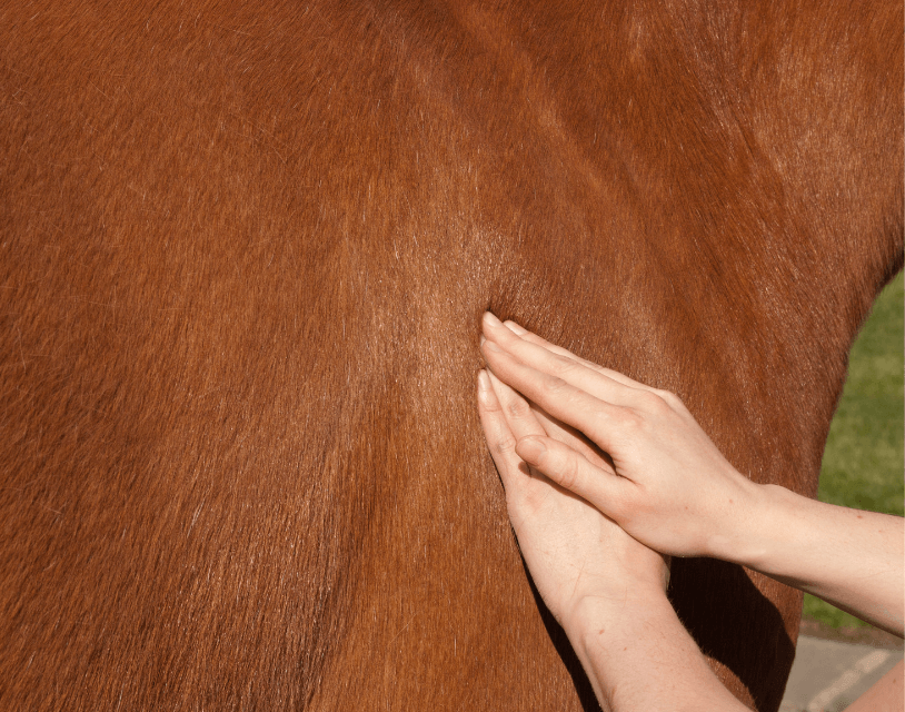 mal de ventre cheval