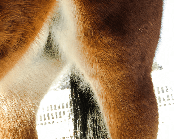 inflammation rein cheval