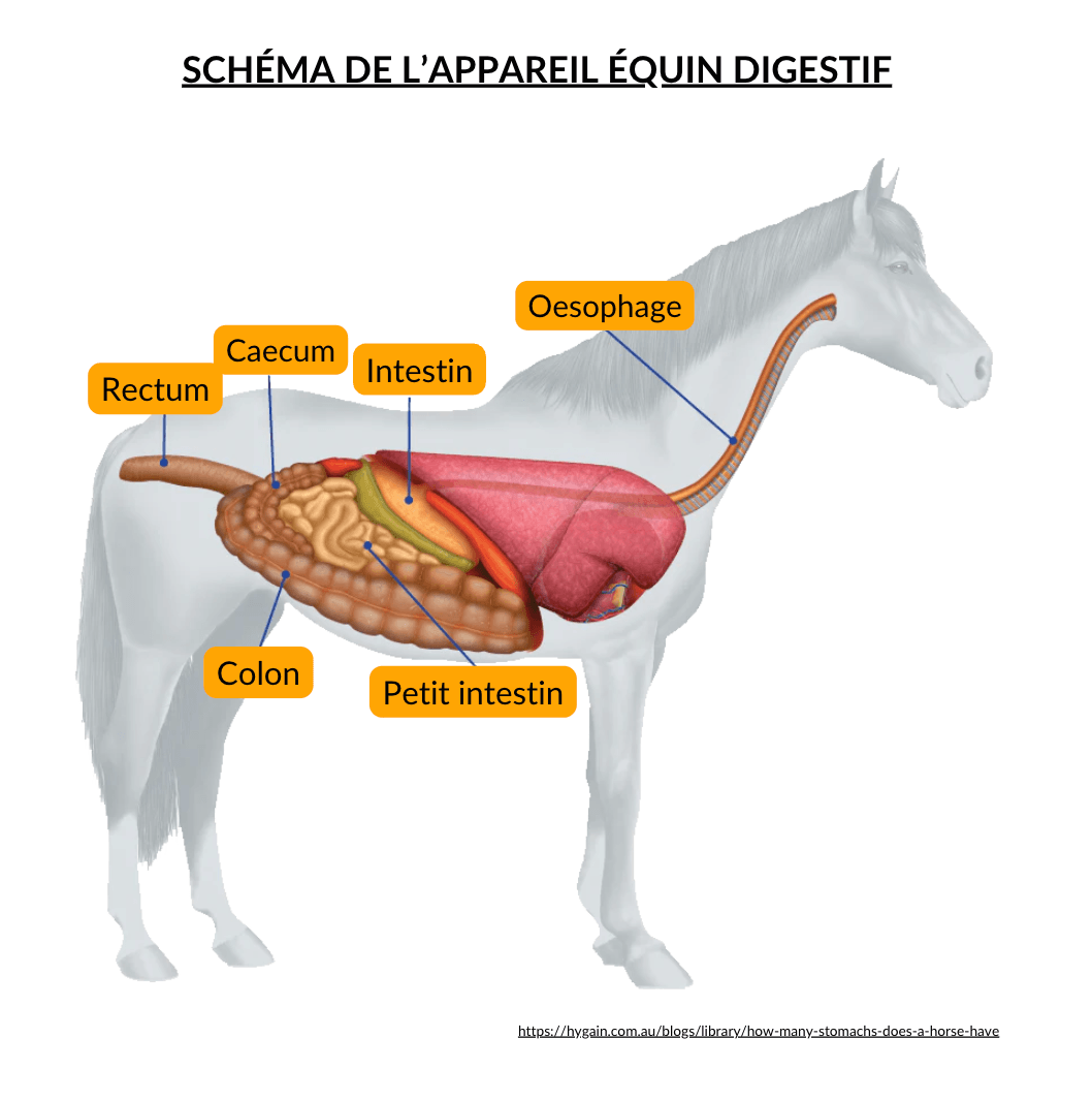 sch&eacute;ma appareil digestif cheval