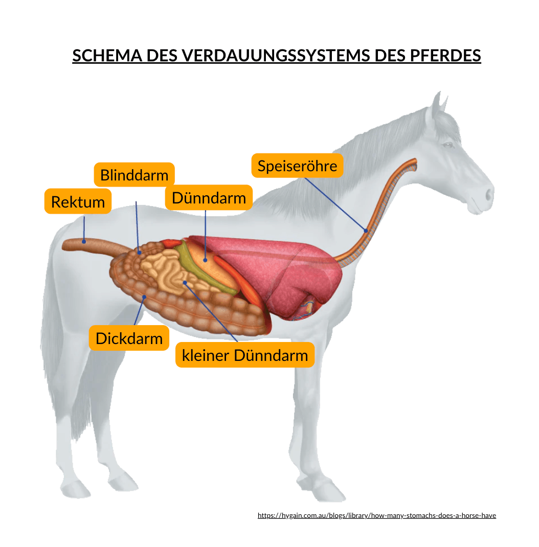 sch&eacute;ma appareil digestif cheval
