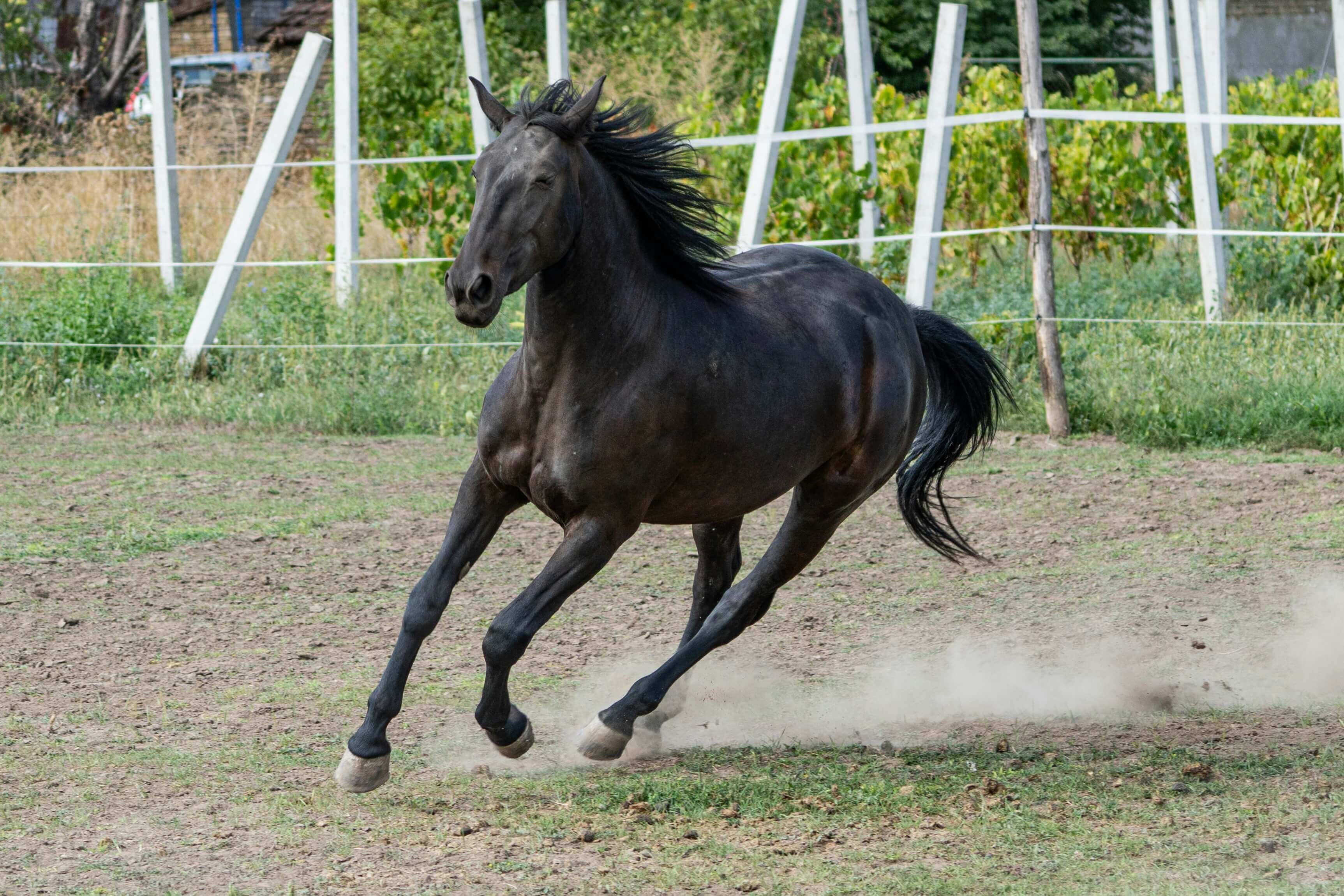 Energie Pferd