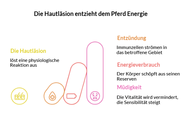 L&ouml;we Pferd K&ouml;rper Energie