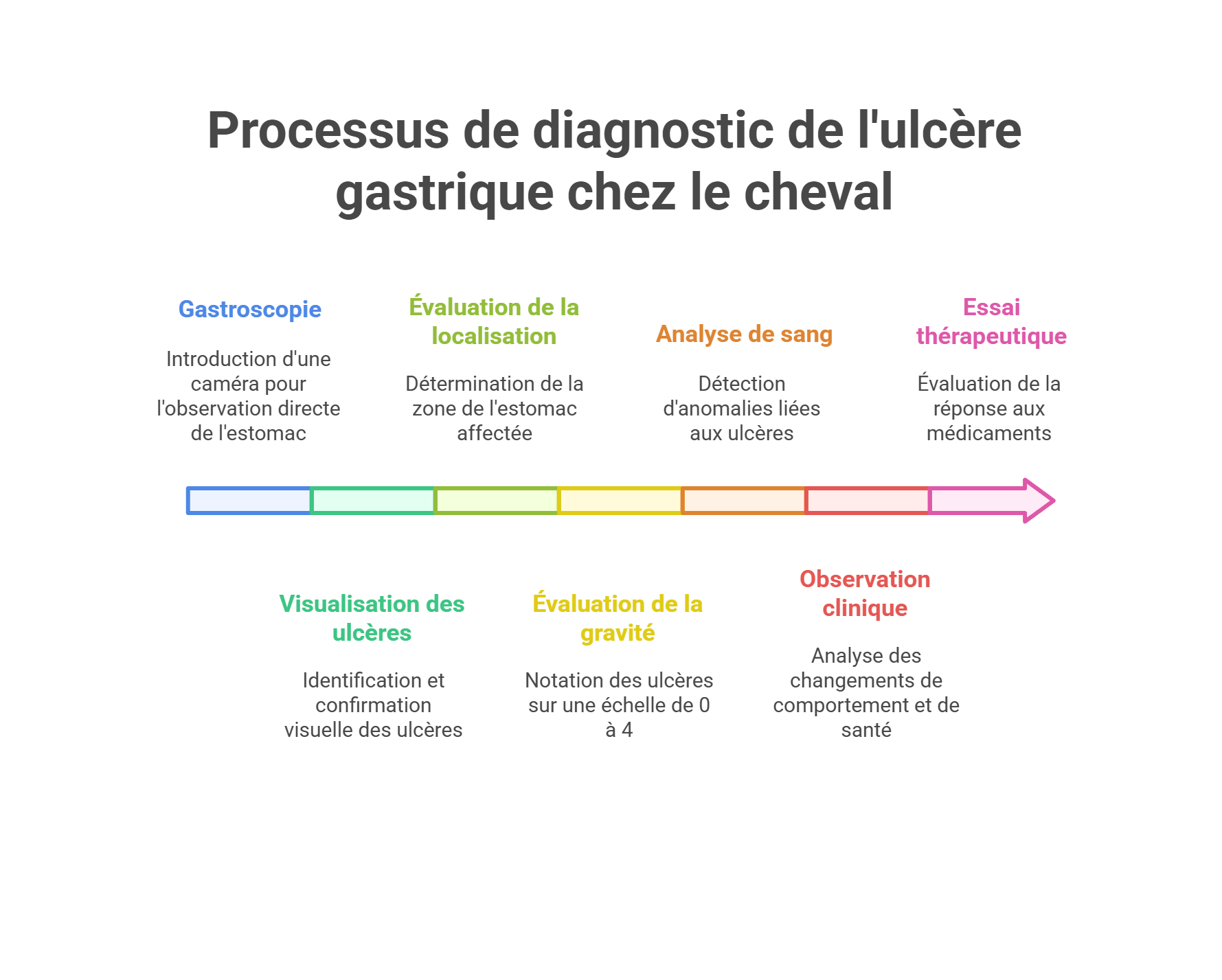 processus de diagnostic de l'ulc&egrave;re gastrique chez le cheval sch&eacute;ma