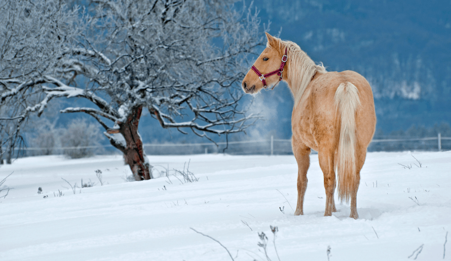 cheval froid