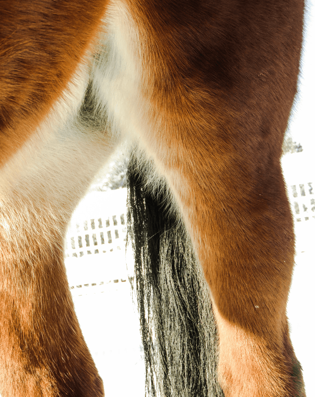 humidit&eacute; cheval