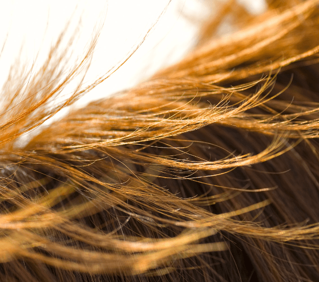 humidit&eacute; cheval