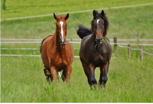 tiques cheval