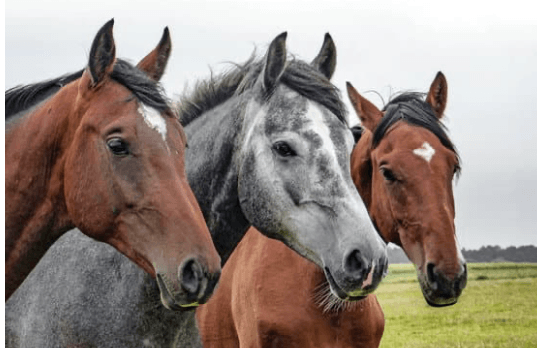 piroplasmose cheval