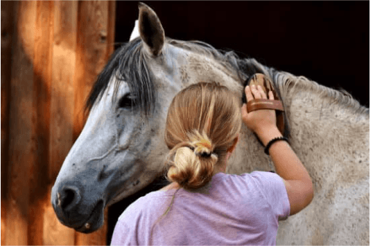 morsure de tique cheval