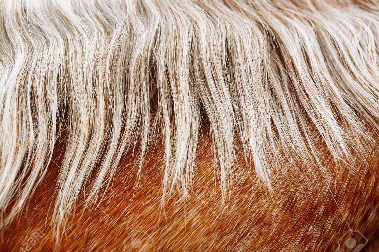 Crins cheval