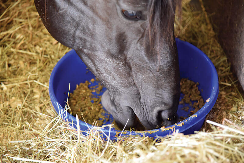 Prot&eacute;ines cheval