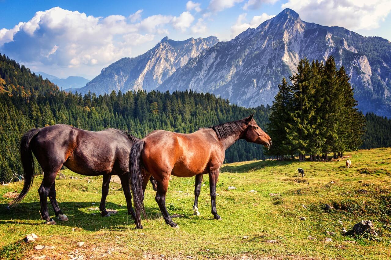 &eacute;tat de sant&eacute; cheval