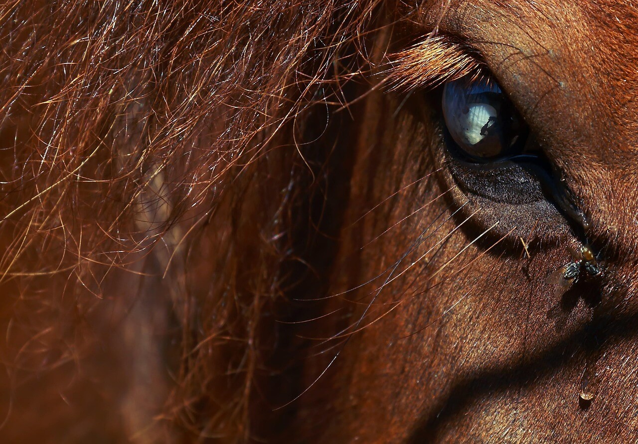 Appliquer un r&eacute;pulsif adapt&eacute; cheval