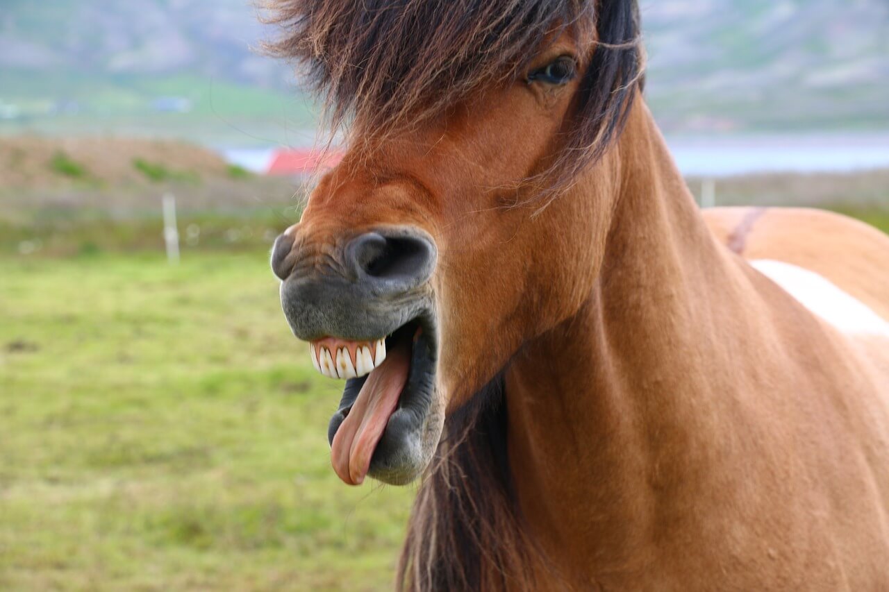 Muqueuses s&egrave;ches cheval