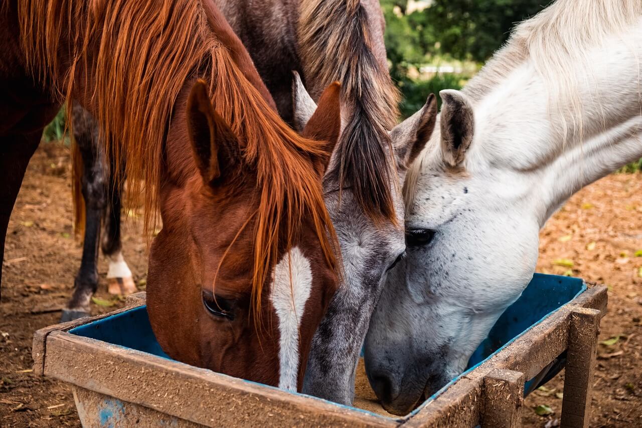 alimentation adapt&eacute; cheval
