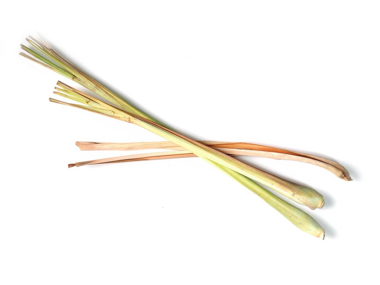 Solutions naturelles citronnelle