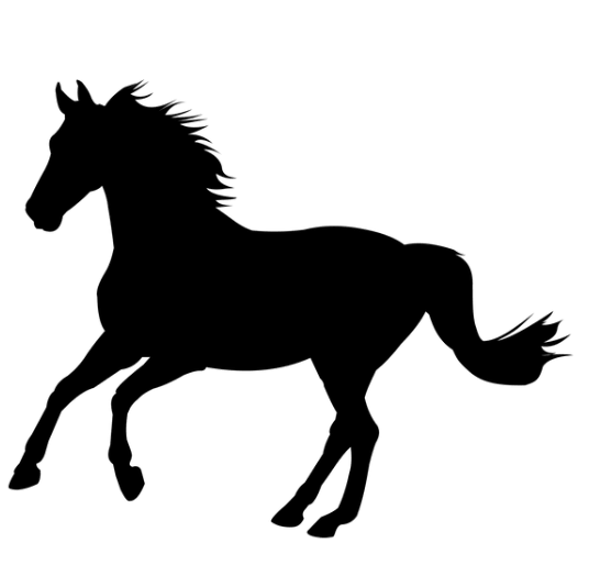 Feux d'artifice et cheval