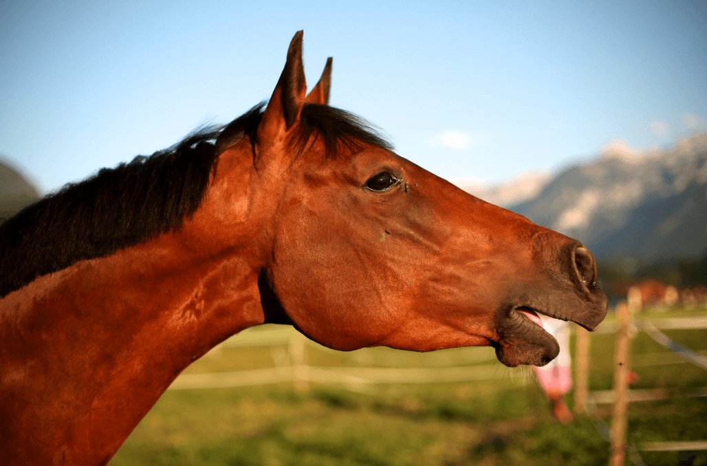 henissement cheval stress