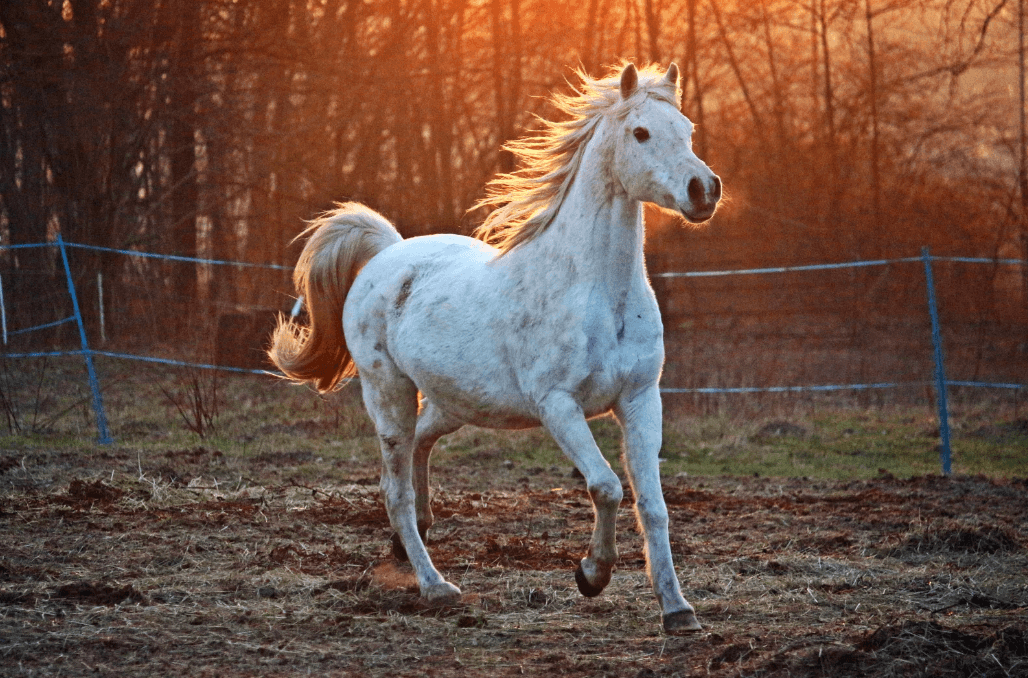 cheval agit&eacute;