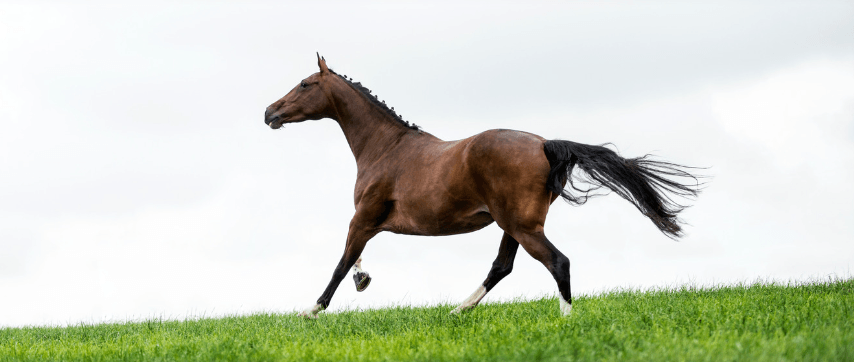   Sympt&ocirc;mes de stress cheval           