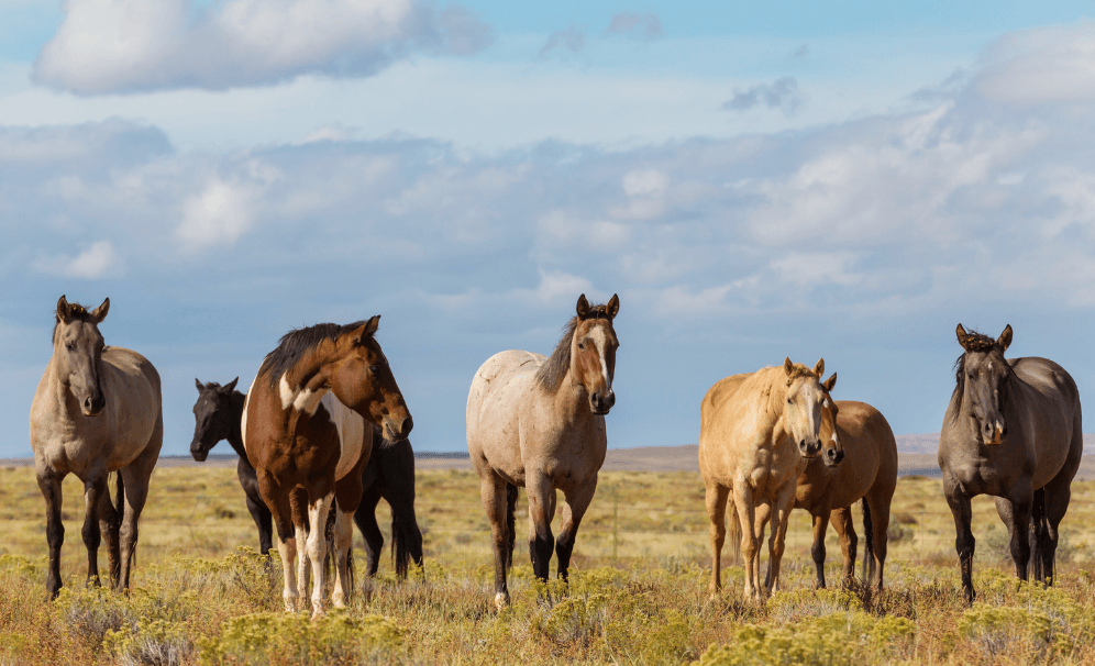 Syndrome naviculaire