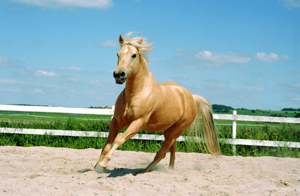 Feux d'artifices cheval