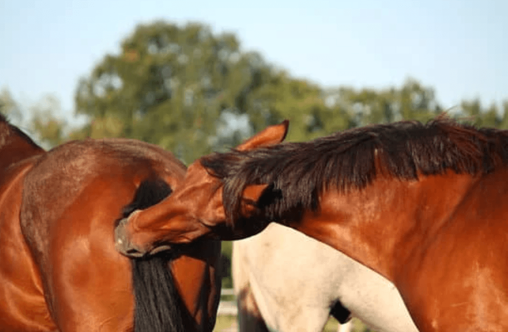 agressivit&eacute; cheval