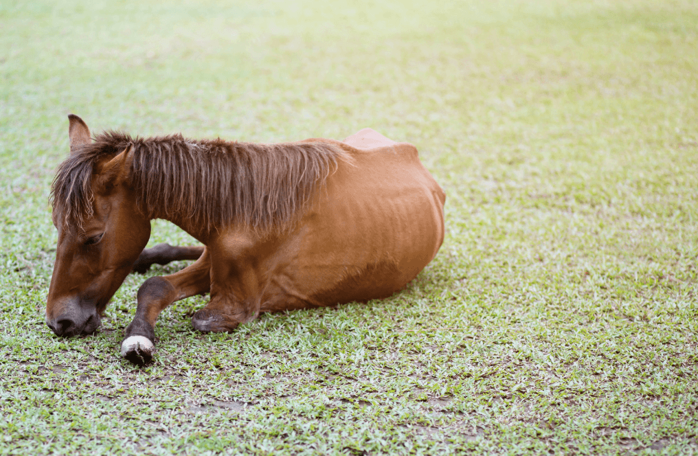 refus aliment cheval
