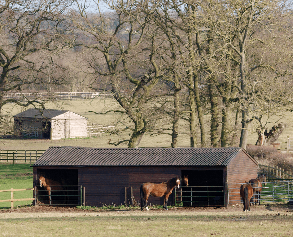 Abri feux d'artifices cheval