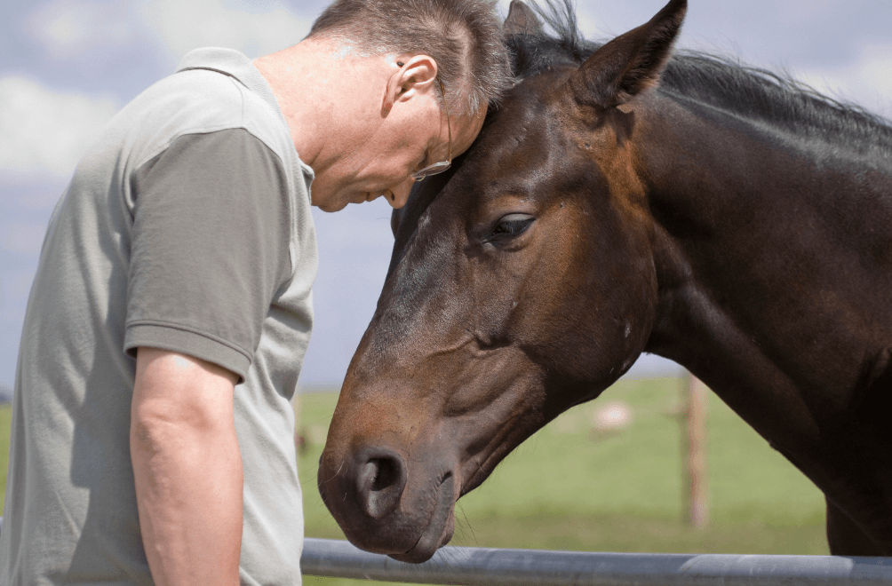Feux d'artifices cheval