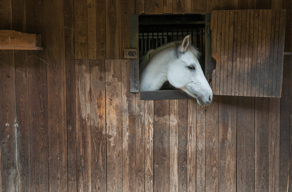 Feux d'artifices cheval