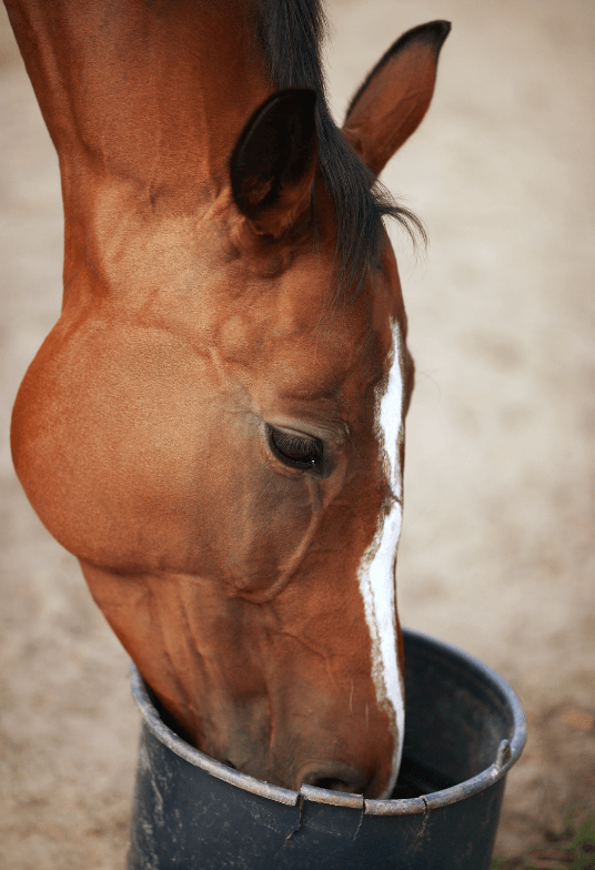 Compl&eacute;ment alimentaire feux d'artifices cheval