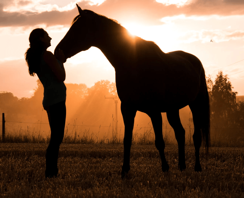 Feux d'artifices cheval