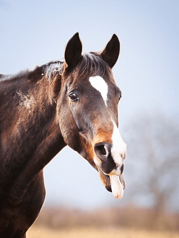 Feux d'artifices cheval