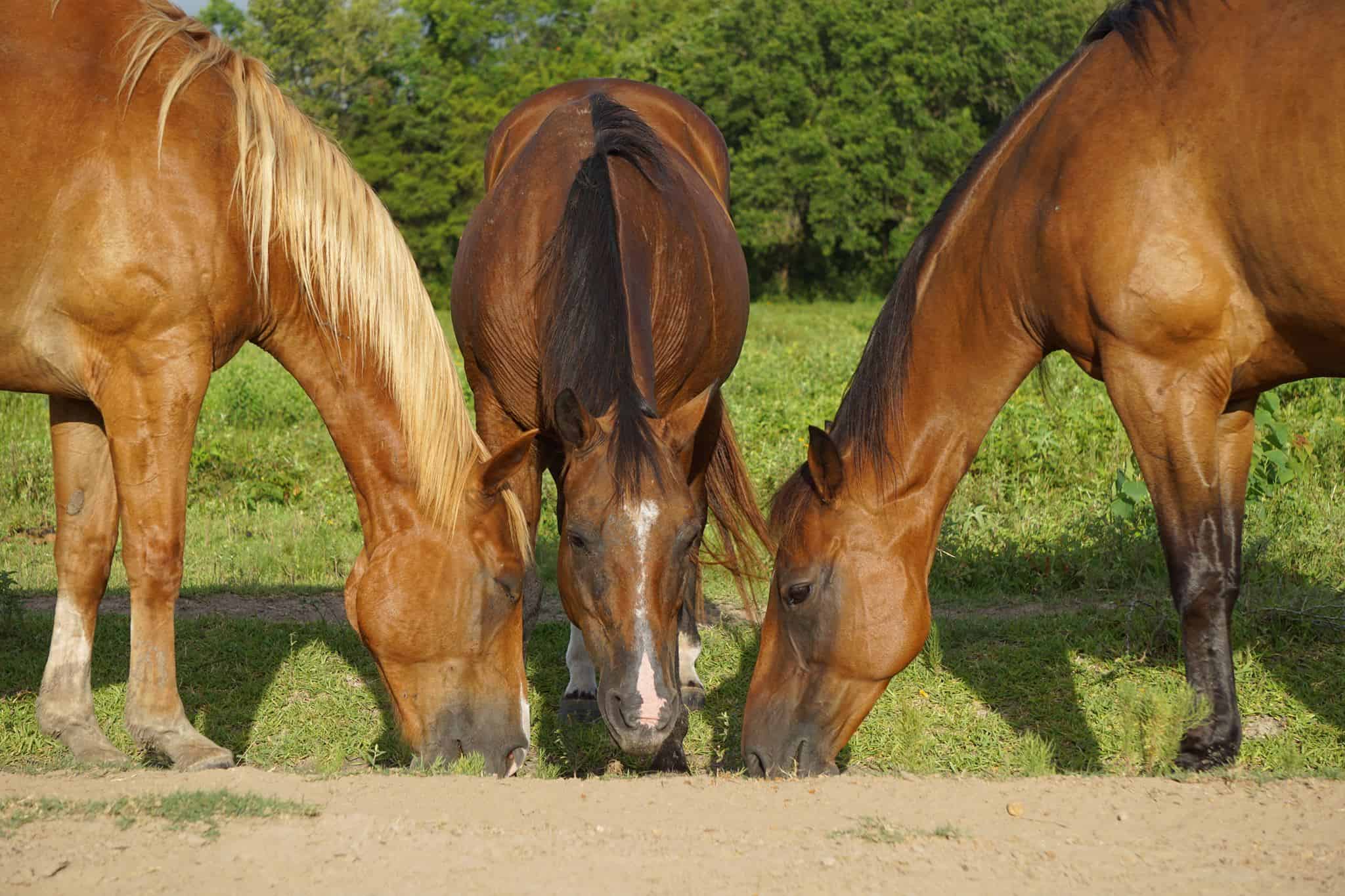 pr&eacute; feux d'artifices cheval