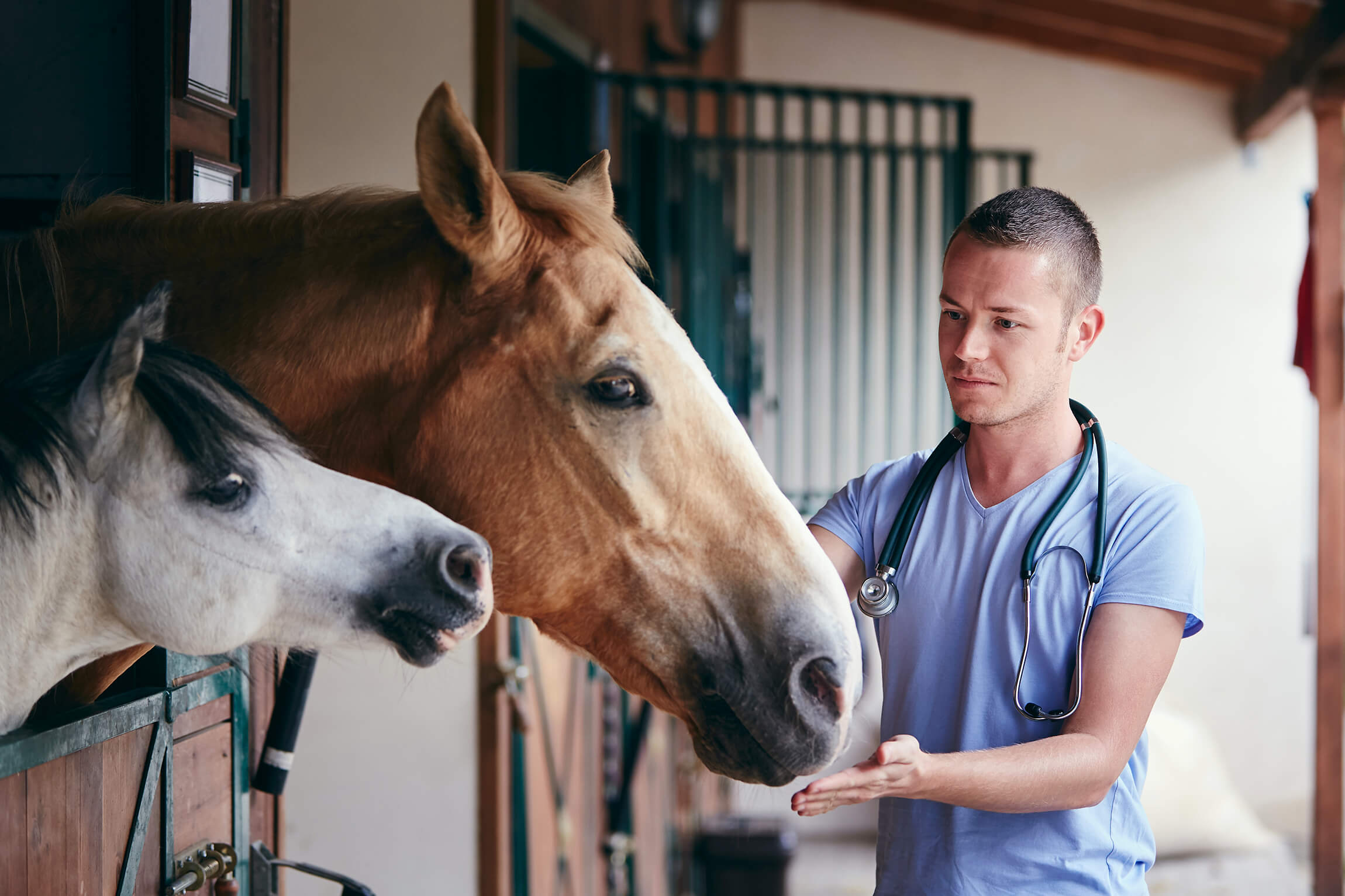 changement dans la communication feux d'artifices cheval