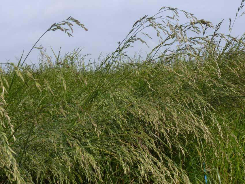 F&eacute;tuque cheval foin