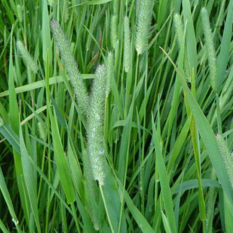 Fl&eacute;ole des pr&eacute;s cheval foin