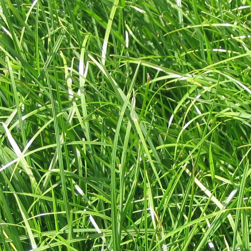 Ray-Grass Hybride cheval foin