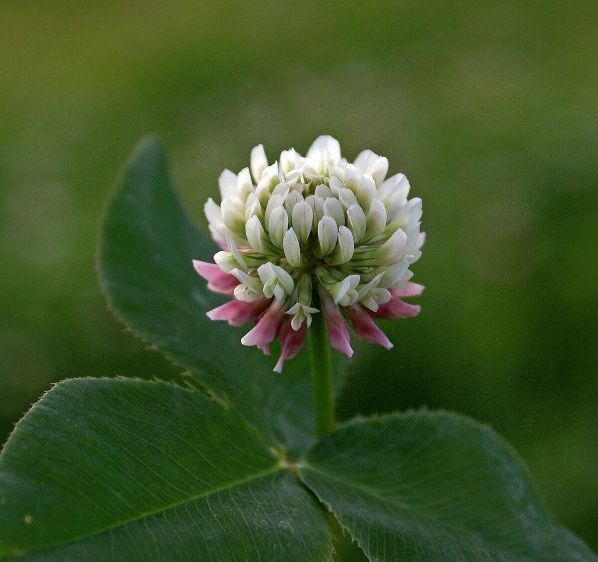 Tr&egrave;fle blanc cheval 