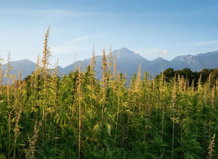 chanvre liti&egrave;re cheval