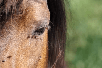 Probl&egrave;me cheval &eacute;t&eacute;
