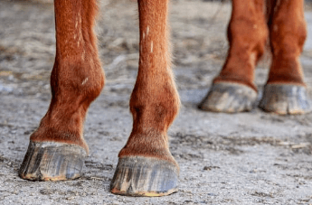 Probl&egrave;me de peau &eacute;t&eacute; cheval