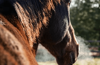 Comment savoir si un cheval a trop chaud ?