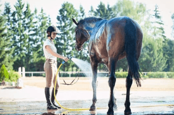 &eacute;t&eacute; cheval