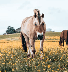condition climatique cheval