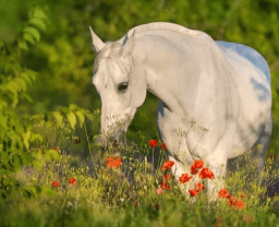 v&eacute;g&eacute;tation dense