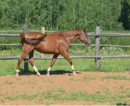 mauvaise gestion des paturages