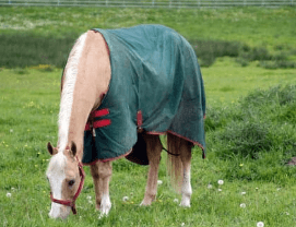 couvertures l&eacute;g&eacute;res cheval